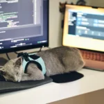 a cat wearing a harness sleeping on a computer desk
