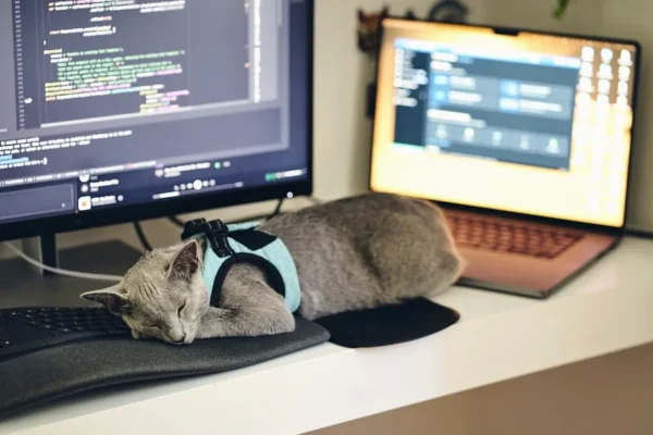 a cat wearing a harness sleeping on a computer desk