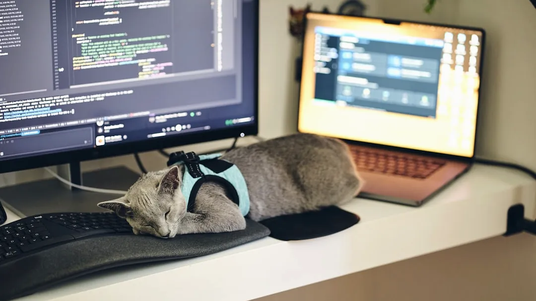 a cat wearing a harness sleeping on a computer desk