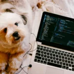 a dog lays next to a laptop